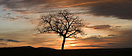 A tree in the dusk in La Bureba, Burgos