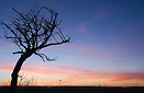 A tree in the plains near Burgos