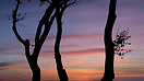Dusk among trees near Villafuertes, Burgos