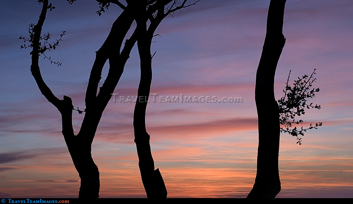 Dusk among Trees