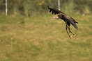 Vulture