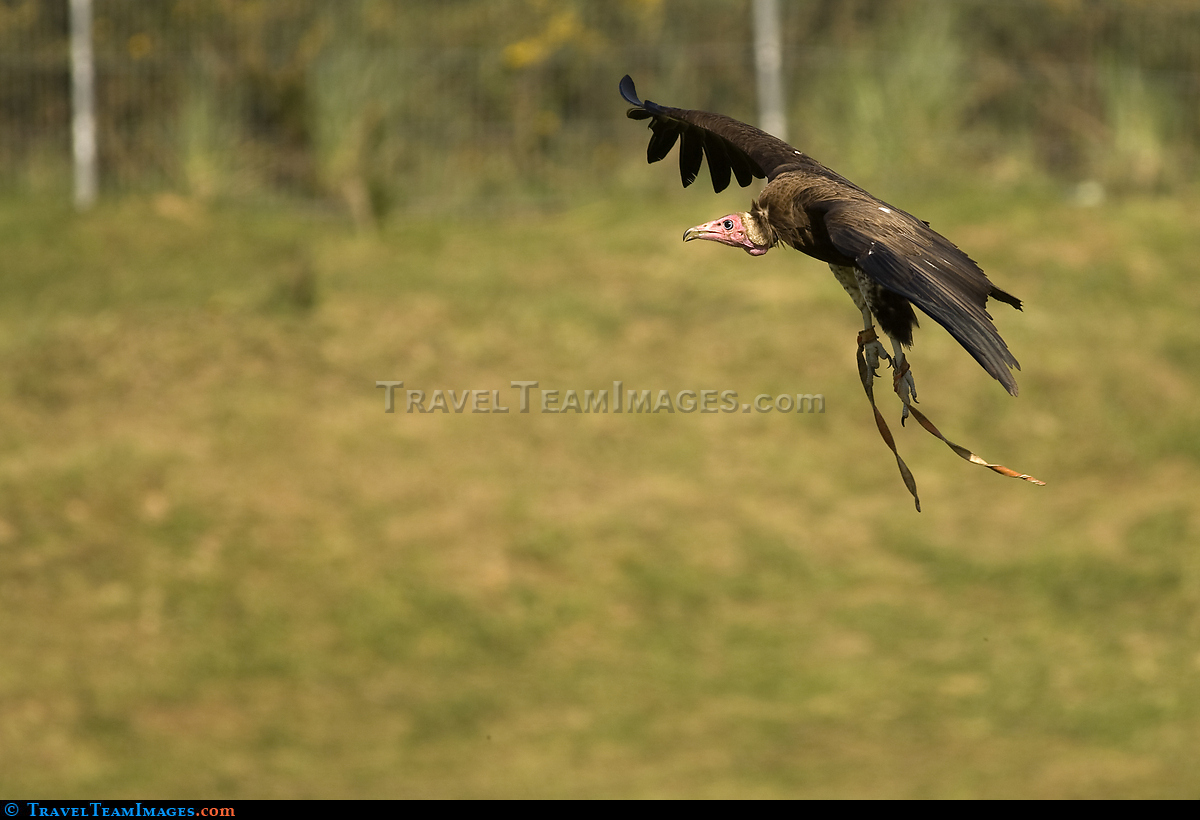 Vulture