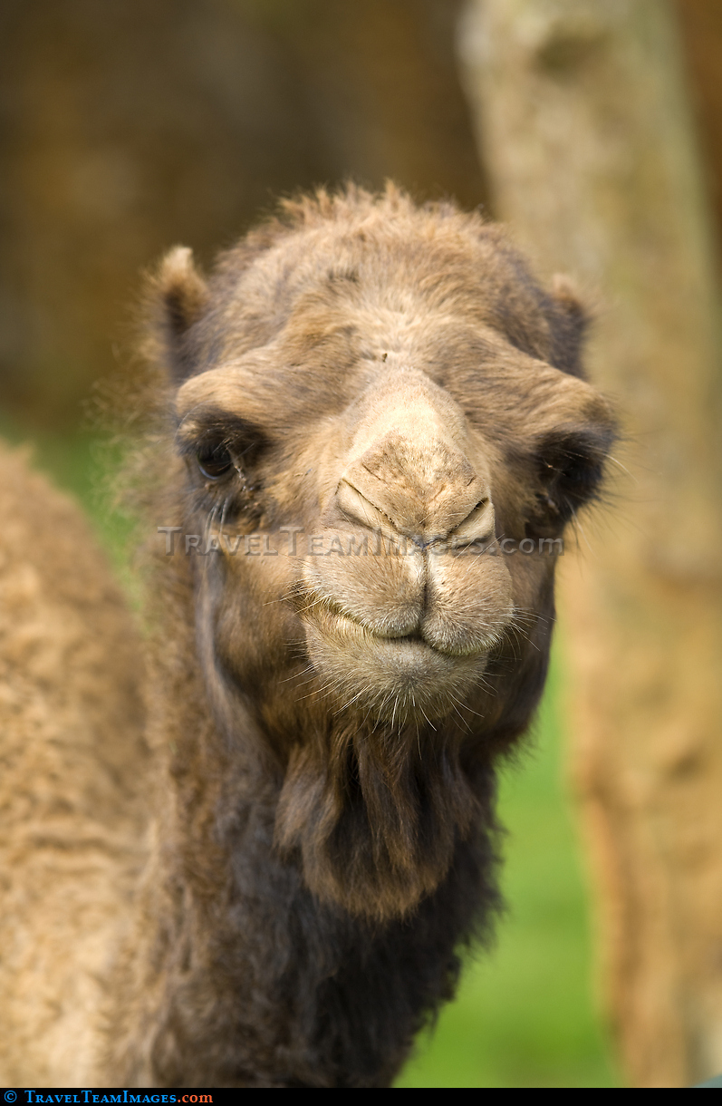 Camel