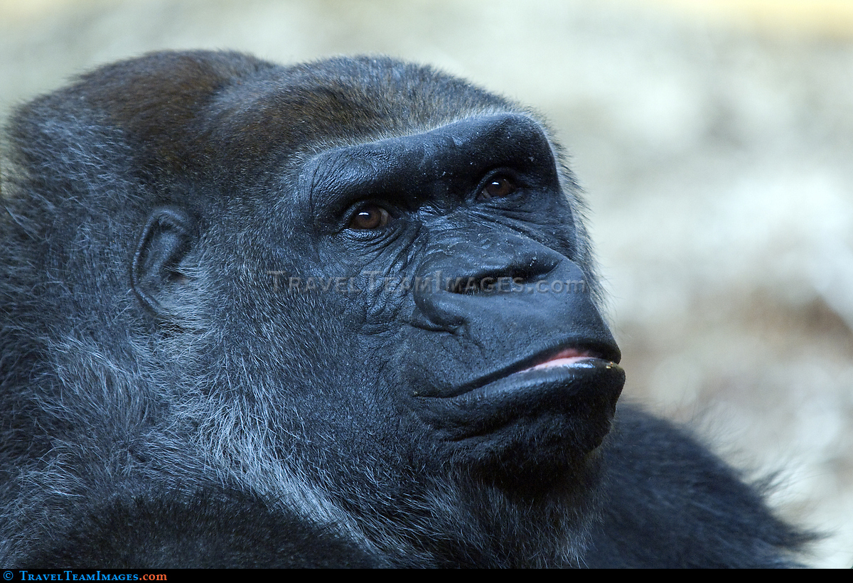 Gorilla
