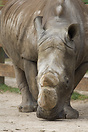 Rhino