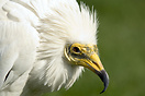 Egyptian Vulture