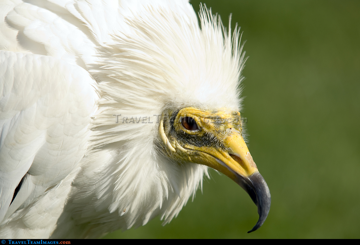 Egyptian Vulture