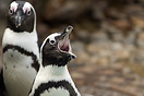 Penguin calling