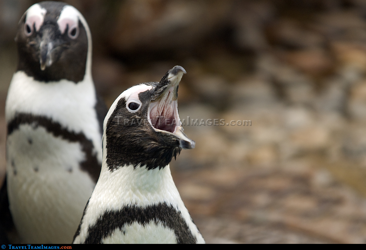 Penguin