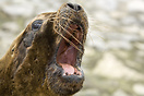 Seal in Santander, Spain