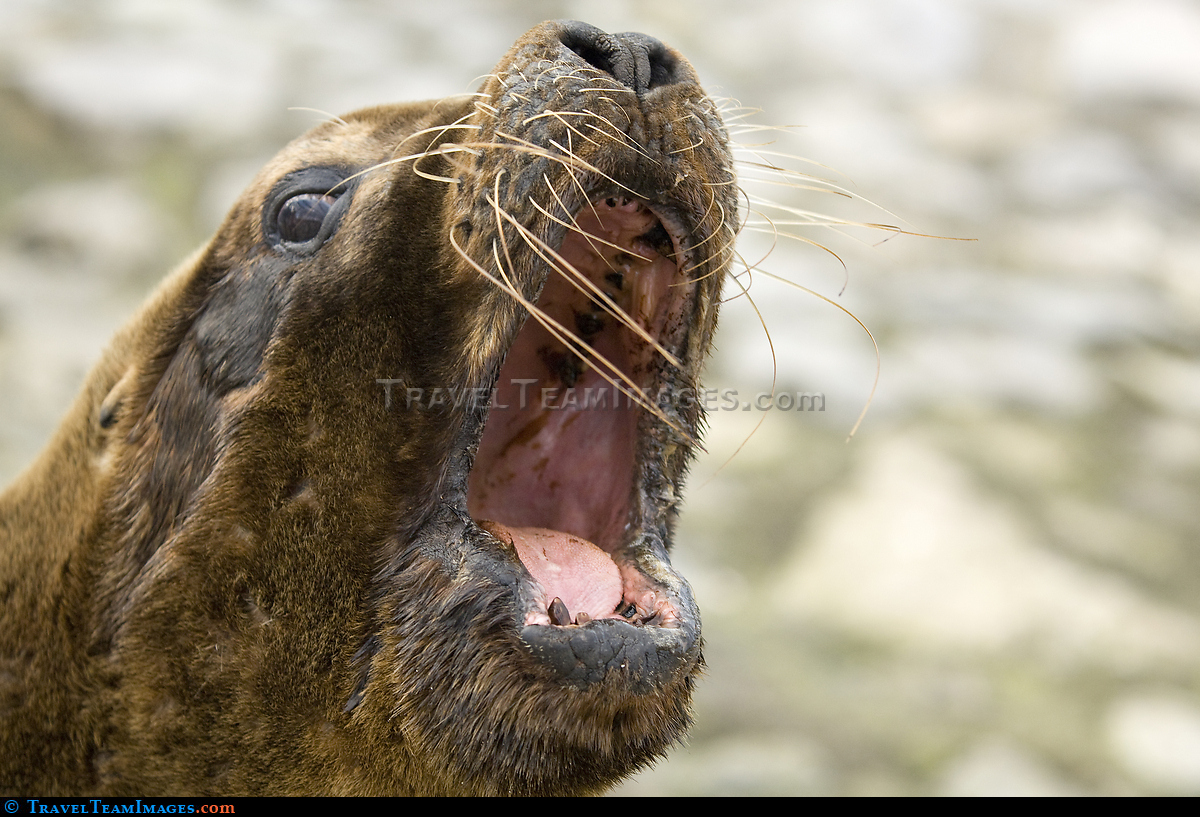 Seal
