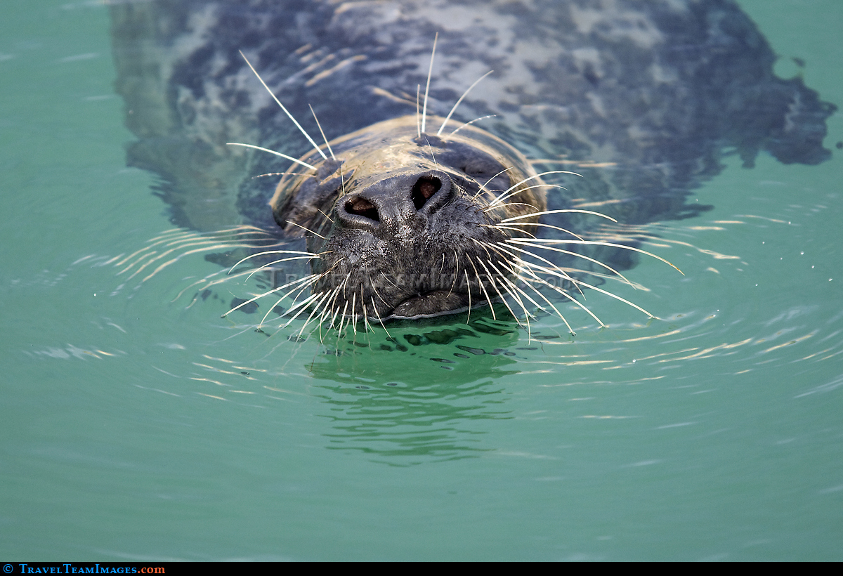 Seal Swimming