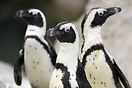 Penguins, Santander, Spain