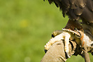 Eagle Claw