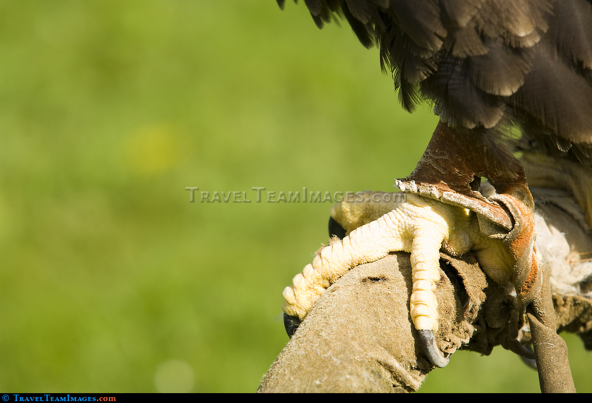 Eagle Claw