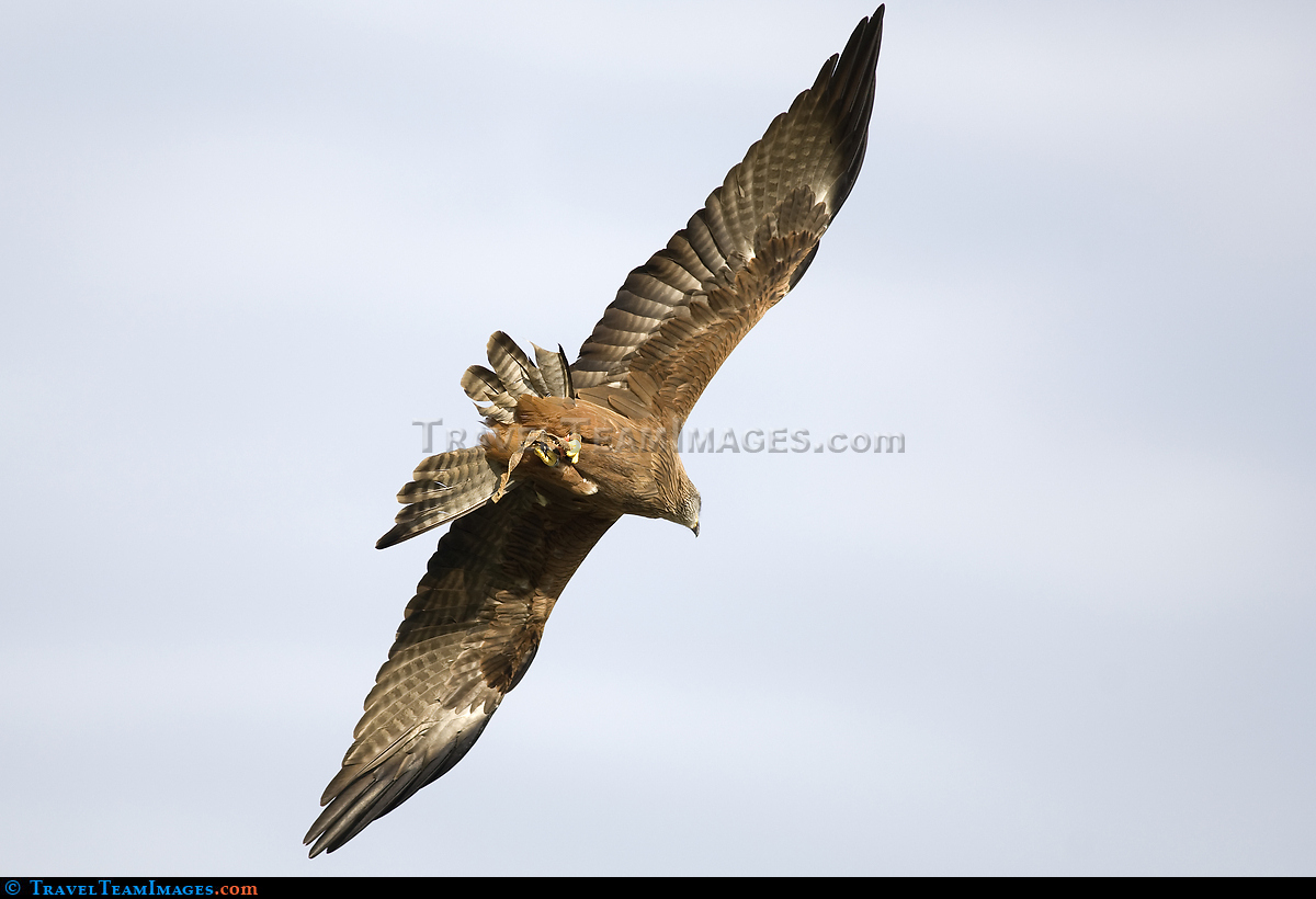 Eagle