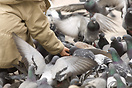 Feeding pigeons, Barcelona