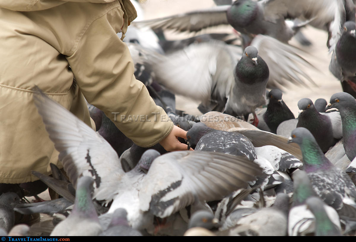 Pigeons