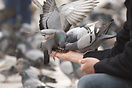 Feeding pigeons, Barcelona