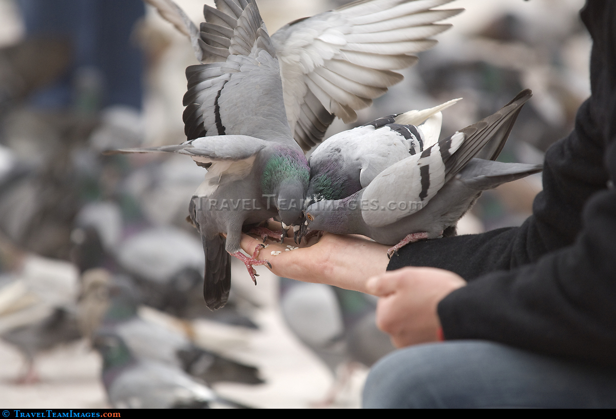 Pigeons