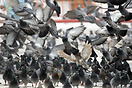 Flock of pigeons, Barcelona