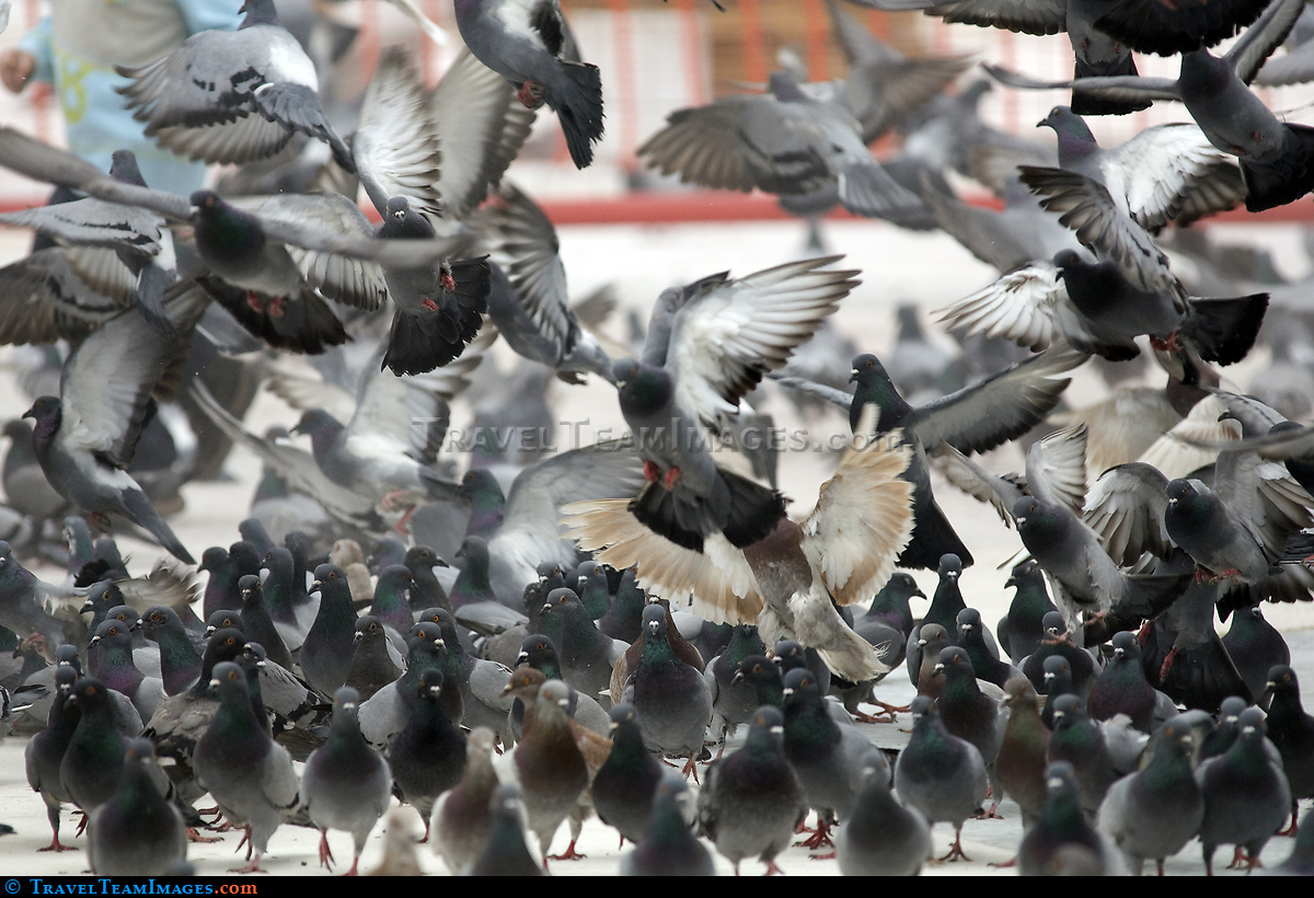 Pigeons
