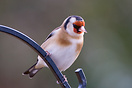 Goldfinch (Carduelis carduelis)