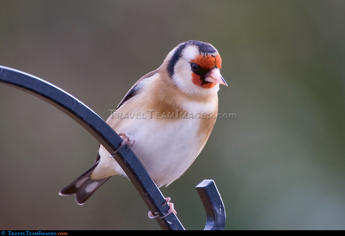 Goldfinch
