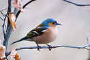 Chaffinch (Fringilla coelebs)