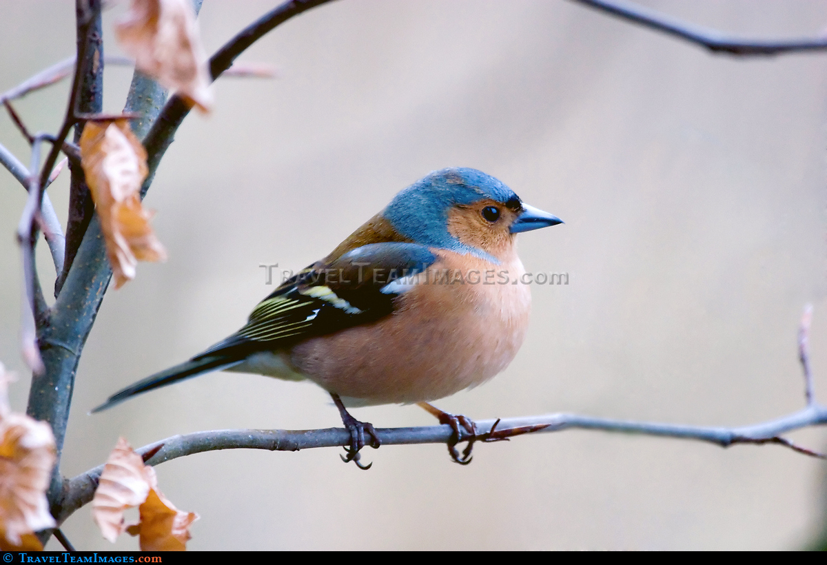 Chaffinch