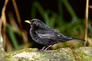 Starling (Sturnus vulgaris)
