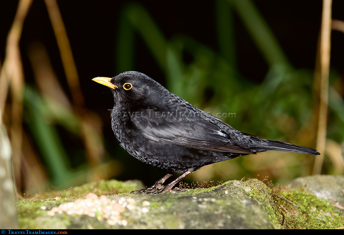 Starling