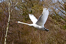 Mute Swan (Cygnus olor)