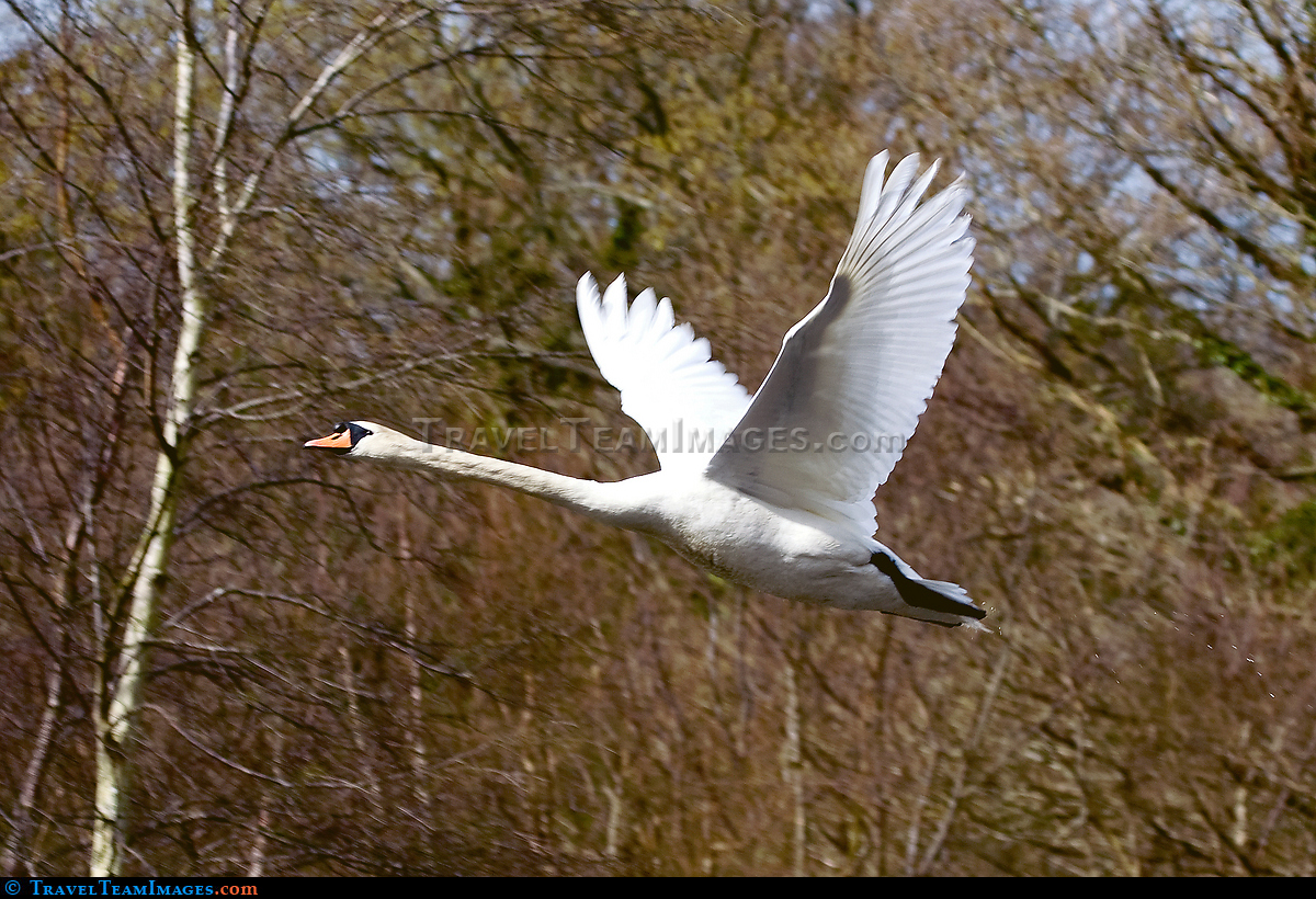 Mute Swan