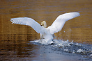 Mute Swan (Cygnus olor)