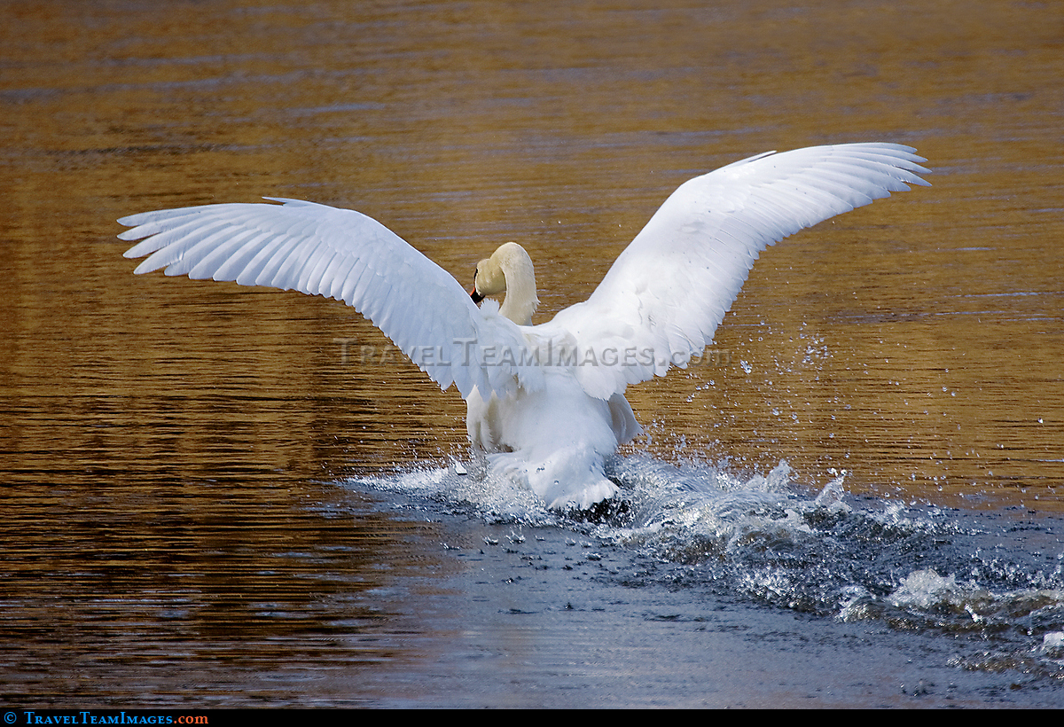 Mute Swan