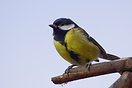 Great Tit (Parus major)