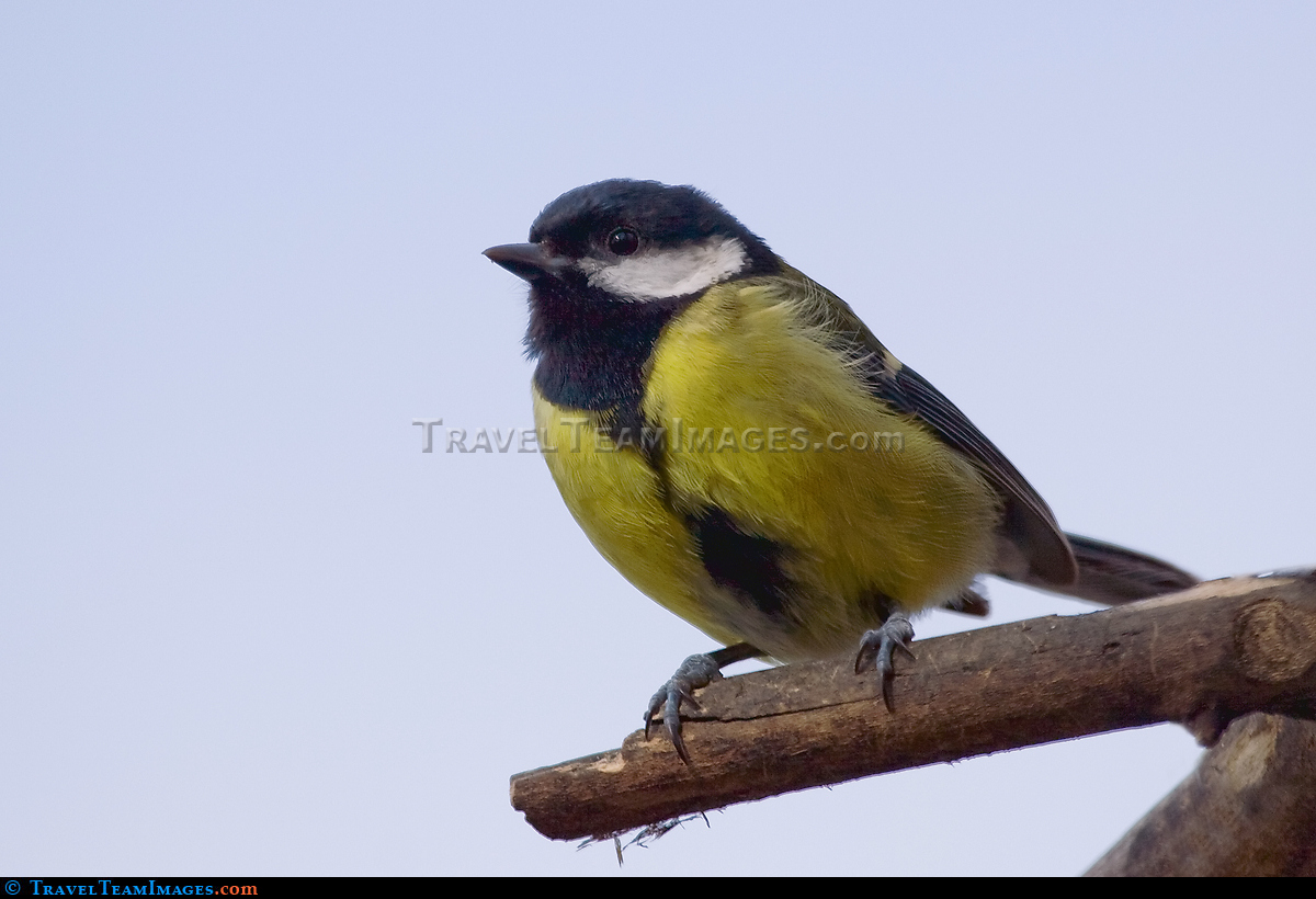 Great Tit