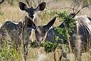 Female kudus in Kruger National Park