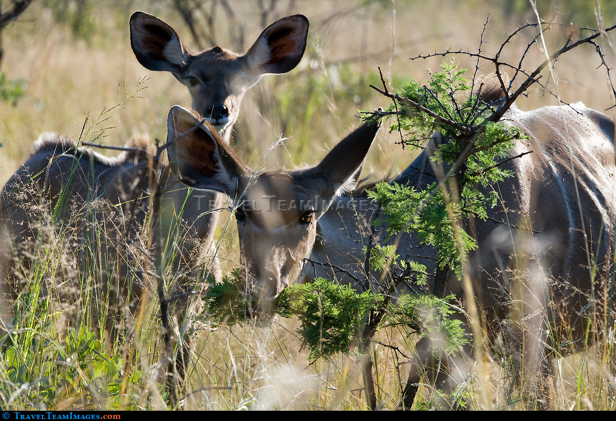 Female Kudus