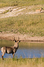 Waterbuck and lioness at a waterhole in Kruger National Park