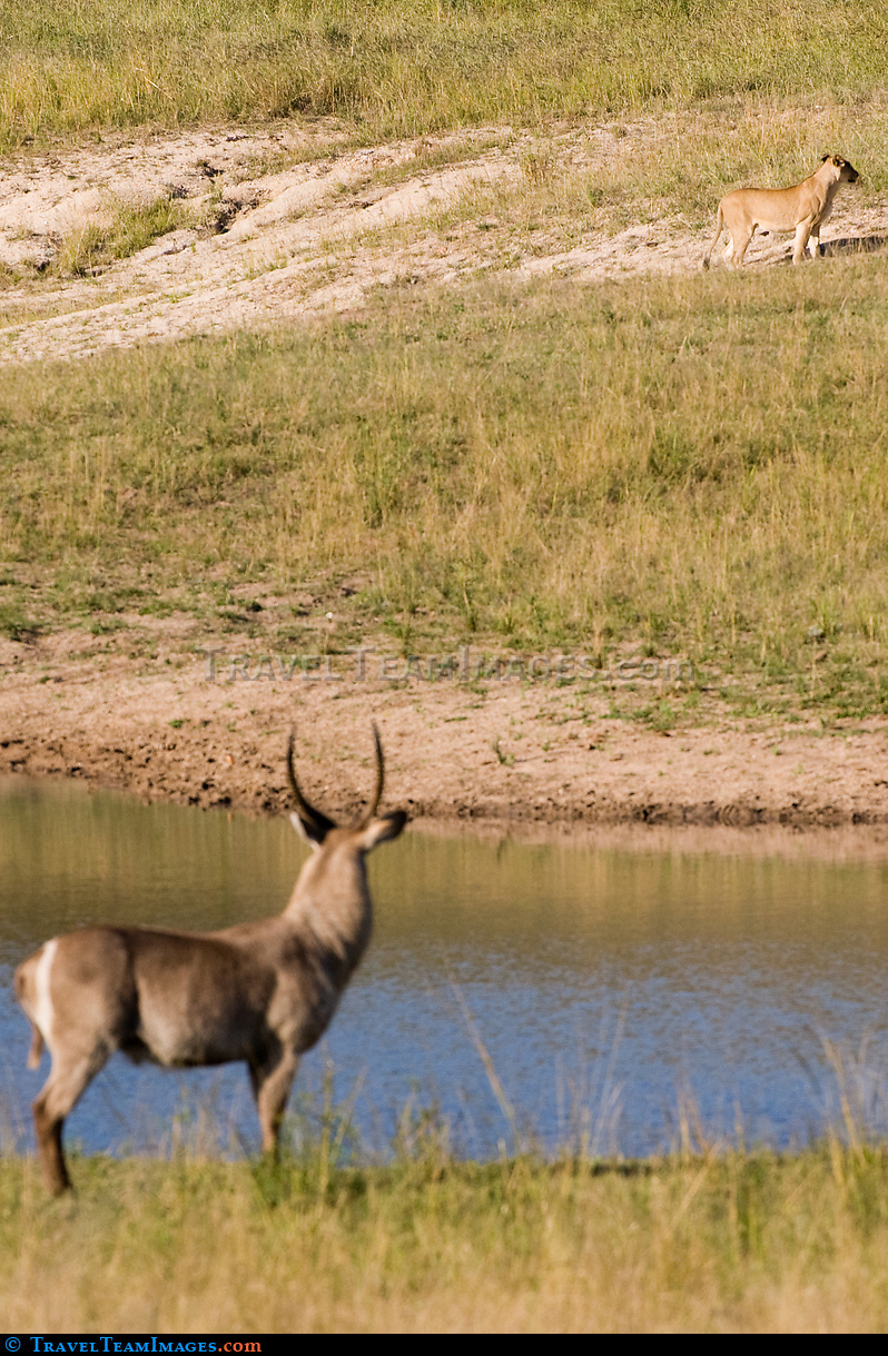 Waterbuck and Lioness