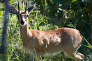 Male steenbok (Raphicerus campestris), Kruger National Park