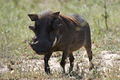 Warthog (Phacochoerus africanus),  Kruger National Park