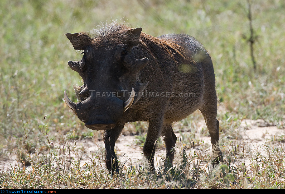 Warthog