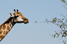 Giraffe eating, Kruger National Park
