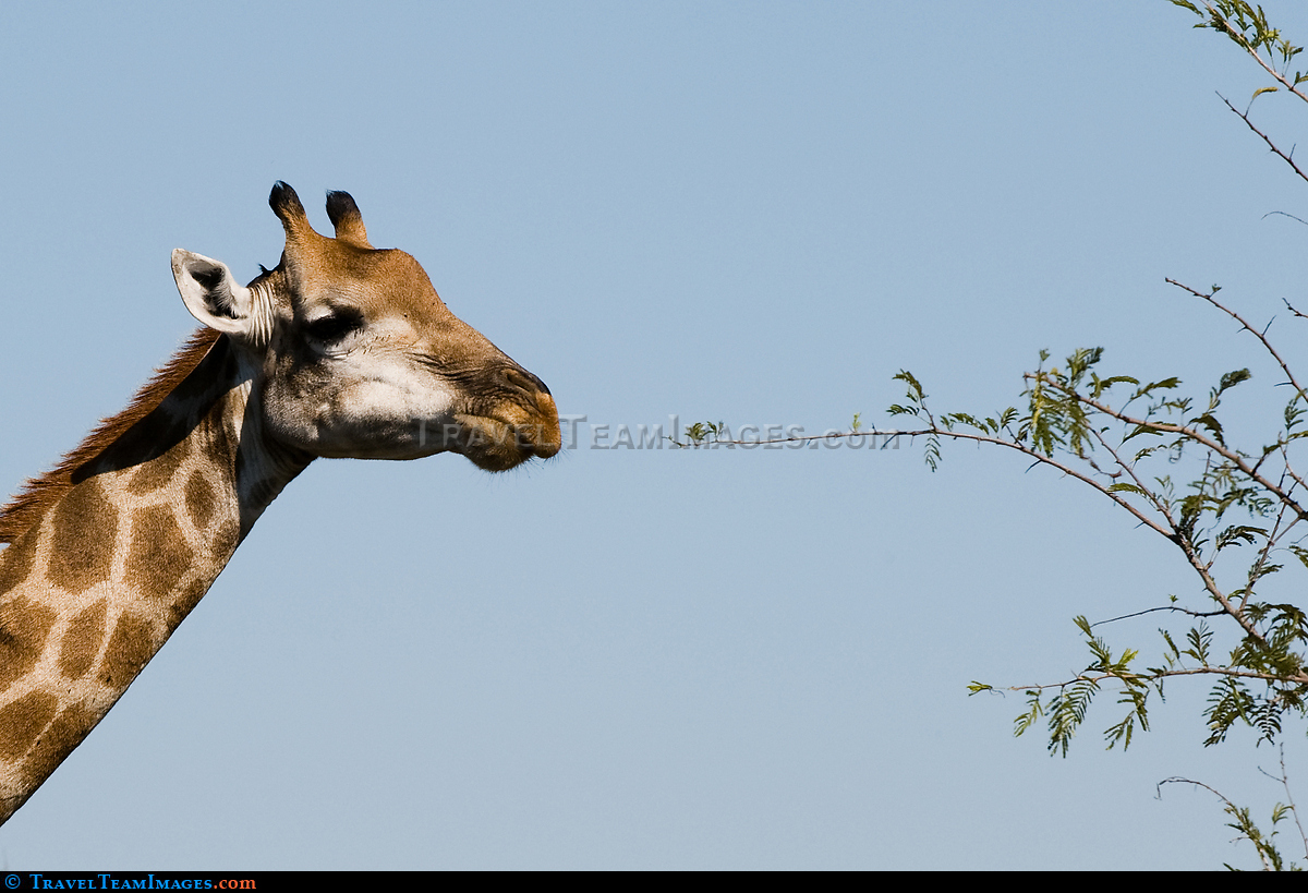 Giraffe Eating