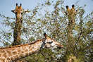 Giraffe eating, Kruger National Park