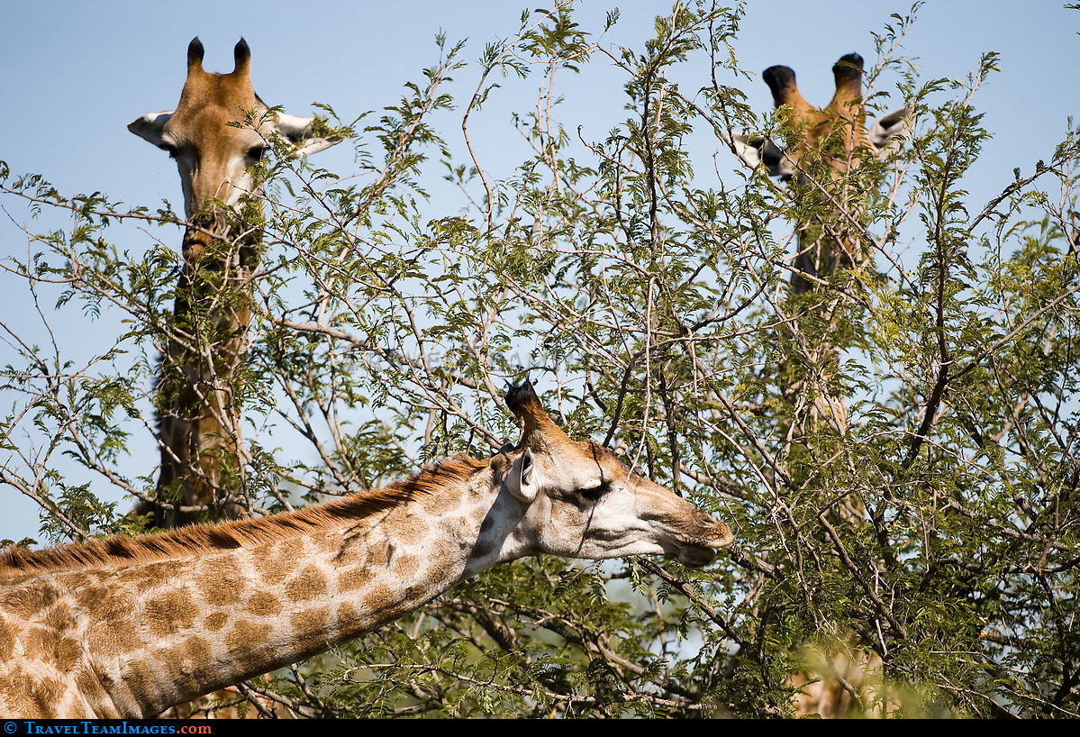 Three Giraffes