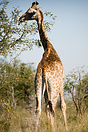 Female giraffe eating, Kruger National Park